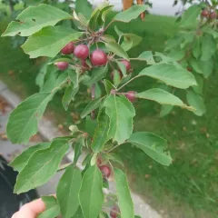 Siberian crabapple thumbnail 2