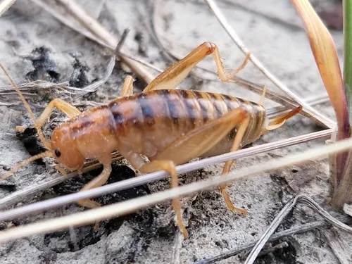Ceuthophilus alpinus