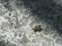 Lispe tentaculata thumbnail 2