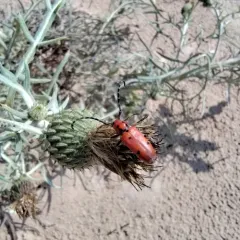 Ringed Long-horned Beetle thumbnail 4
