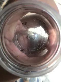 African Big-headed Ant thumbnail 4