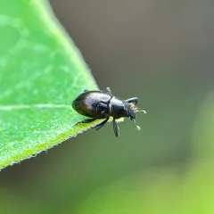 Tyloderma nigrum thumbnail 2