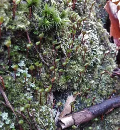 Bug-on-a-stick thumbnail 1