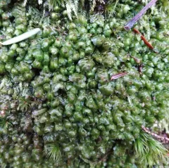 Grove Earwort thumbnail 2