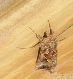 Autographa rubidus thumbnail 4