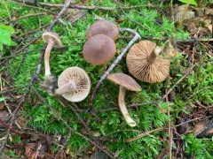 Tubaria-like Fiberhead thumbnail 2