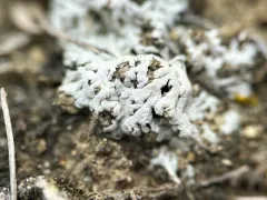 Buellia elegans thumbnail 3