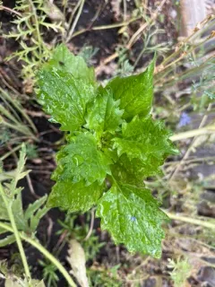 Chinese Aster thumbnail 2