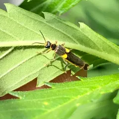Frison's Soldier Beetle thumbnail 3