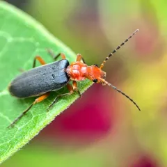 Tomentous Soldier Beetle thumbnail 3