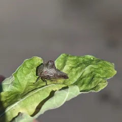 Telamona monticola thumbnail 4