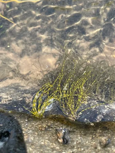 Lemanea fluviatilis
