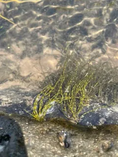 Lemanea fluviatilis thumbnail 1