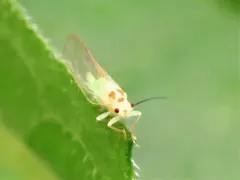 Psylla sanguinea thumbnail 4