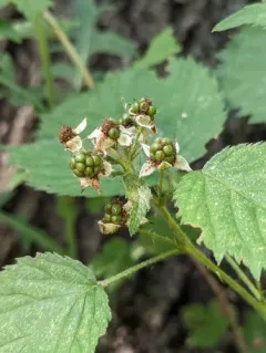 recurved blackberry thumbnail 3