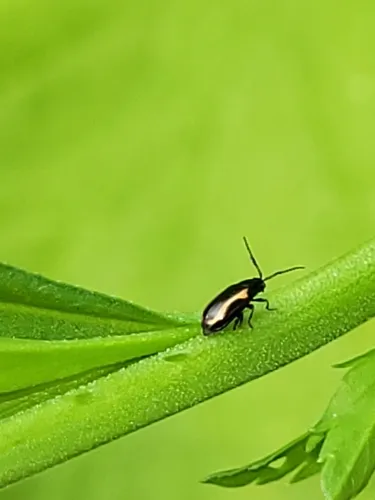 Phyllotreta zimmermanni