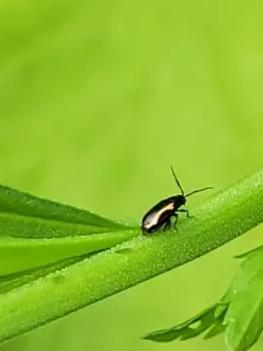 Phyllotreta zimmermanni thumbnail 1
