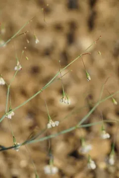 Watson's Buckwheat thumbnail 4