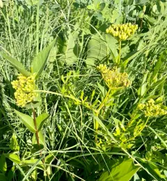 Prairie Parsley thumbnail 3