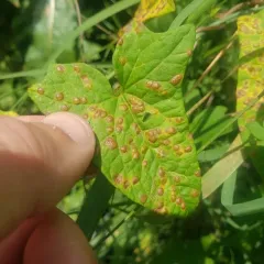Puccinia convolvuli thumbnail 2