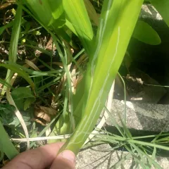 Daylily Leafminer thumbnail 3