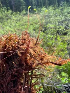 Warnstorfia Moss thumbnail 3