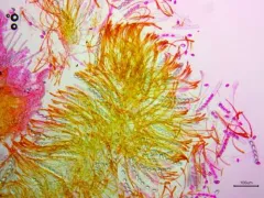 Neottiella vivida thumbnail 2