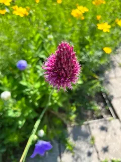 Round-headed Leek thumbnail 2