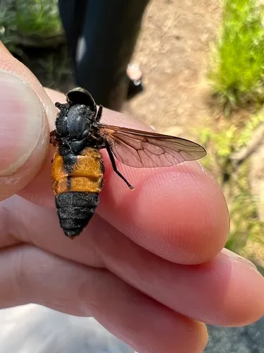 Hybomitra criddlei