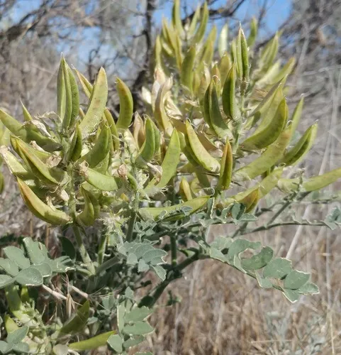 Columbia Milkvetch