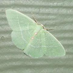 Columbian Emerald thumbnail 4
