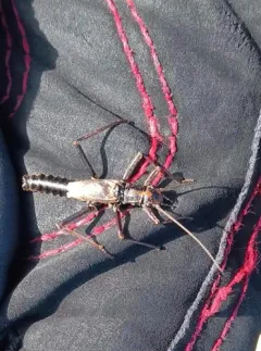 Lapland Springfly thumbnail 2