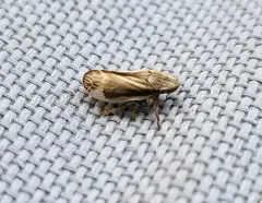 Prairie Spittlebug thumbnail 3