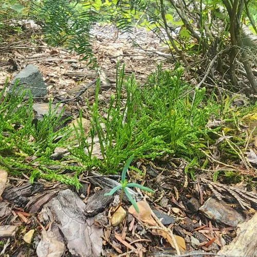 Sitka clubmoss
