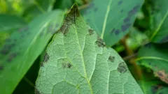 Pseudocercospora fuliginosa thumbnail 2