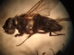 Dark-horned Muscina thumbnail 1
