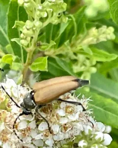 Dark-shouldered Long-horned Beetle thumbnail 3