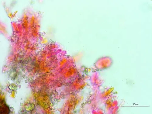 Dendrothele americana