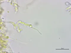 Athelia termitophila thumbnail 3