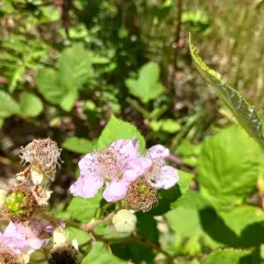 European Blackberry thumbnail 4