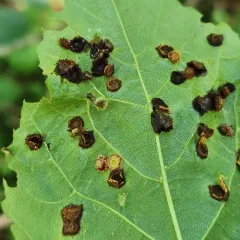 Linden Wart Gall Midge thumbnail 3