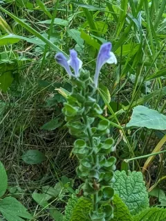 Heart-leaved Skullcap thumbnail 3