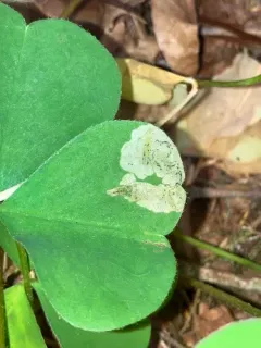 Pegomya pseudobicolor thumbnail 3