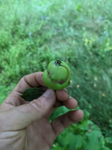 Apple Sawfly