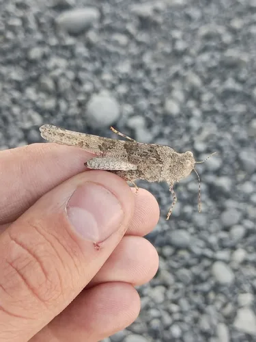 Caerulean-winged Grasshopper
