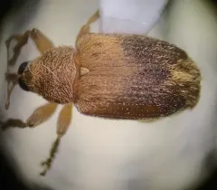 Lignyodes fraxini thumbnail 2