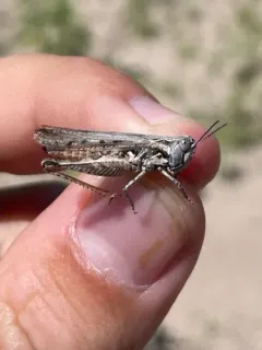 Texas Range Grasshopper thumbnail 1