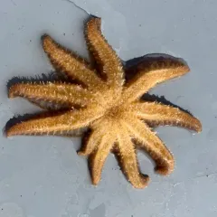 Sunflower Sea Star thumbnail 2