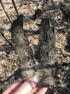 Spiny Webcrust thumbnail 3