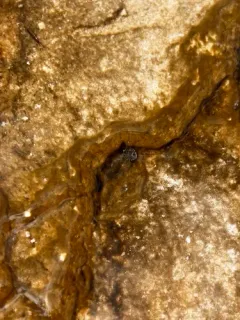 Ambrysus mormon thumbnail 4
